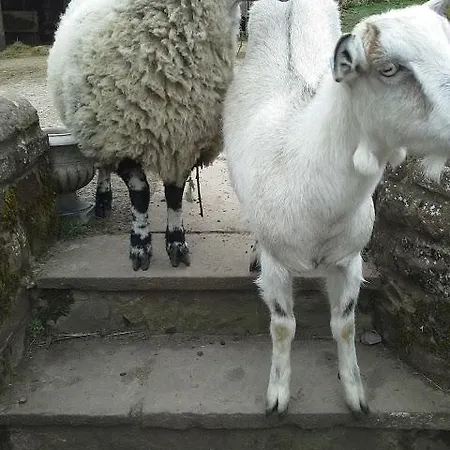 住宿加早餐酒店 下姜地农舍住宿加早餐旅馆