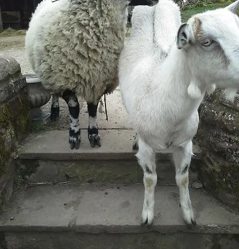 Bed & Breakfast Gingerfield Farm